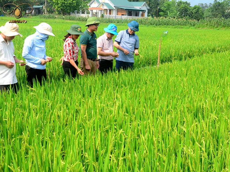 Gạo tám thơm điện biên