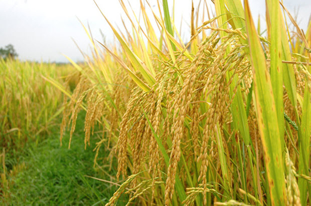 Gạo nàng thơm chợ đào