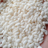 Quy trình trồng và thu hoạch giống lúa Nếp 97