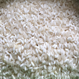 Quy trình trồng và thu hoạch gạo nếp nương